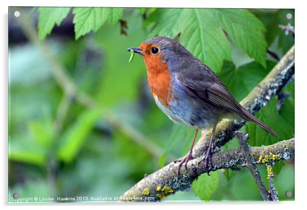 Robin with Caterpillar Acrylic by Louise  Hawkins