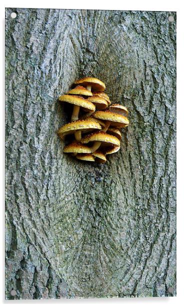 Fungus growing on tree Acrylic by Louise  Hawkins