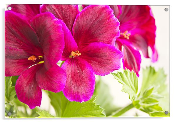 blossoming geranium Acrylic by Dragomir Nikolov