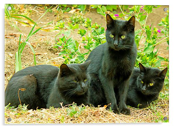 black cats Acrylic by Dragomir Nikolov