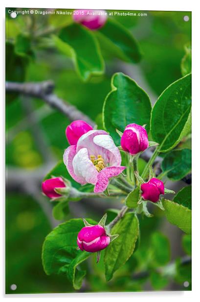 Ðpple tree blossom Acrylic by Dragomir Nikolov
