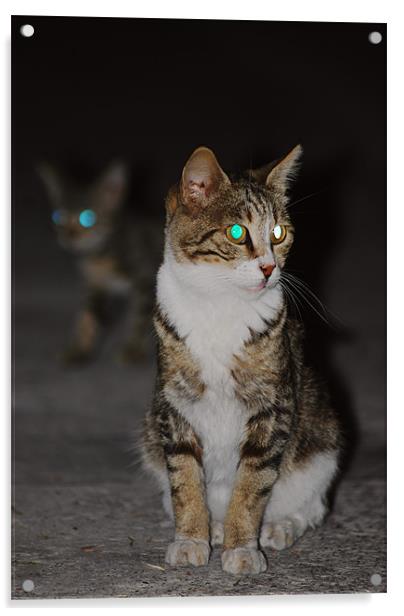Glowing cat eyes Acrylic by Gabriela Olteanu