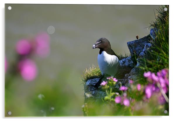 Razorbill Acrylic by Gabriela Olteanu