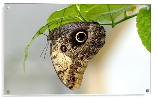 Owl butterfly Acrylic by Gabriela Olteanu