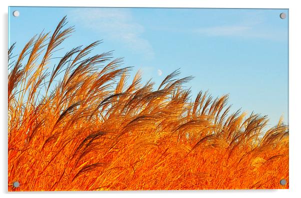 Golden Ears Of Wheat Acrylic by Gabriela Olteanu