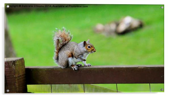 Squirrel posing Acrylic by Gabriela Olteanu