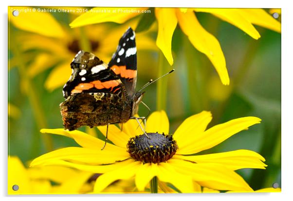  Butterfly feeding I  Acrylic by Gabriela Olteanu