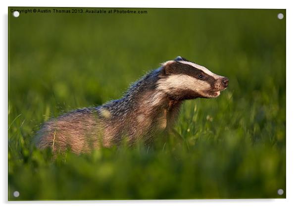 Badger walking in long grass Acrylic by Austin Thomas