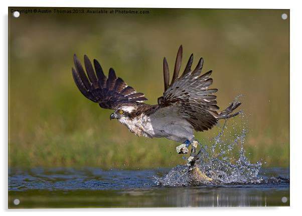 Osprey with catch Acrylic by Austin Thomas