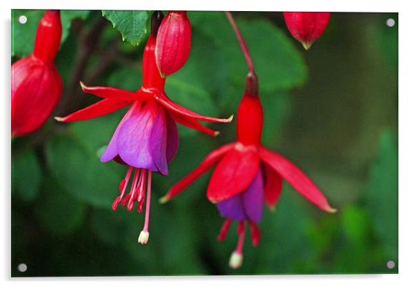 Pink and purple fuchsia Acrylic by