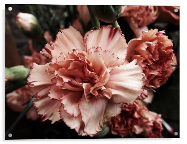 vintage carnation Acrylic by chrissy woodhouse