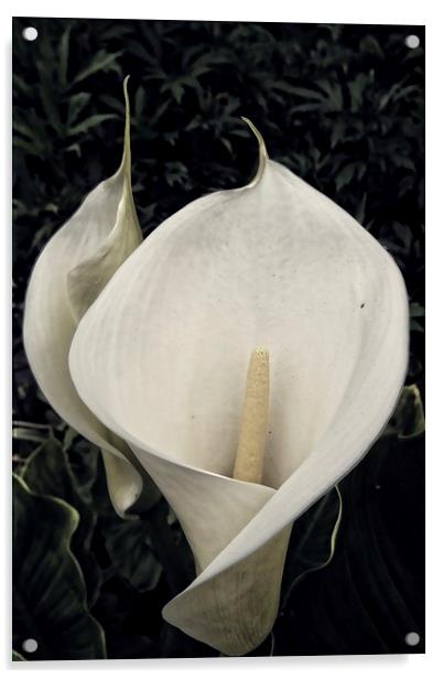 calla lily Acrylic by chrissy woodhouse