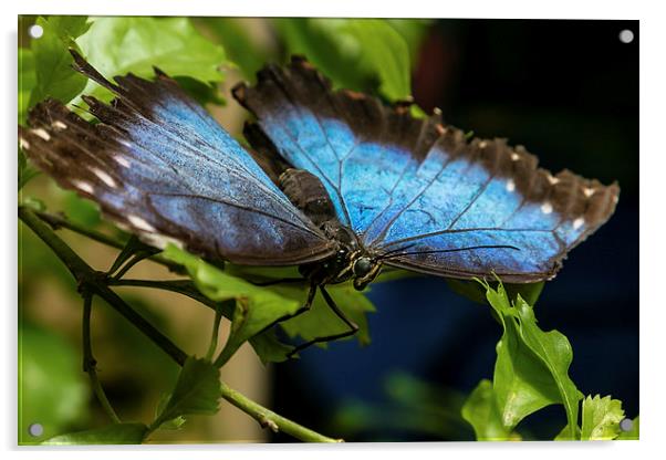 Blue Morphos Butterfly Acrylic by Andy McGarry