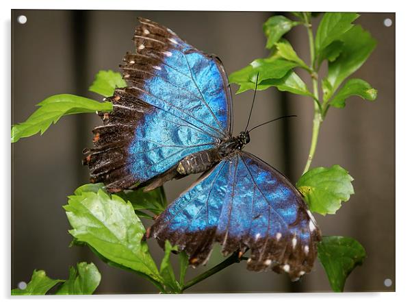 Blue Morpho Butterfly Acrylic by Andy McGarry