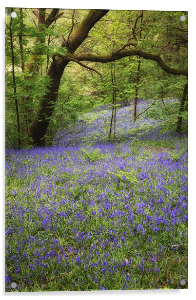Blue Bell Wood Acrylic by Andy McGarry