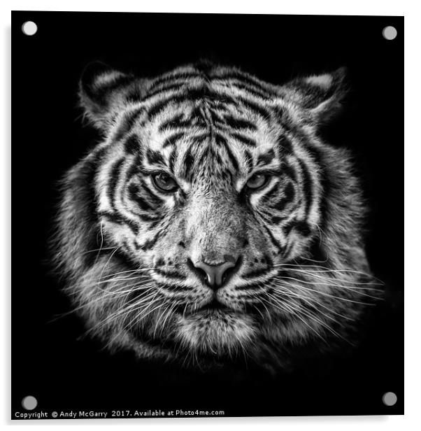 Tiger Portrait Acrylic by Andy McGarry