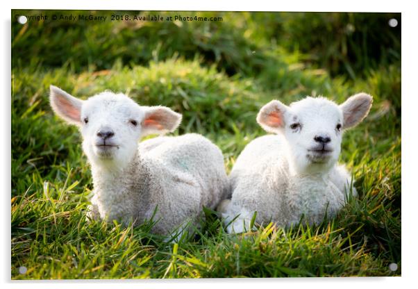 Spring Lambs Acrylic by Andy McGarry