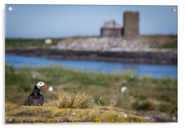 Puffin on Staple Island Acrylic by Andy McGarry