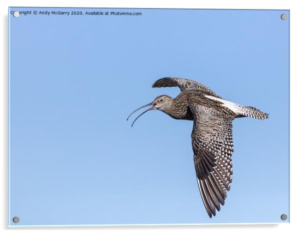 Curlew in Flight Acrylic by Andy McGarry