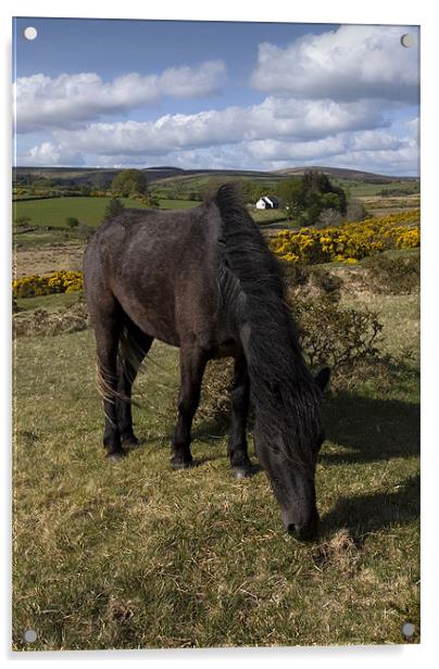 Dartmoor pony Acrylic by Ken Patterson