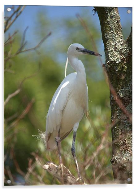 Little white egret Acrylic by Andrew Stephen