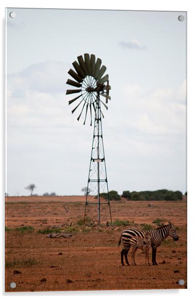 Zebra in Kenya Acrylic by Claire Ellis