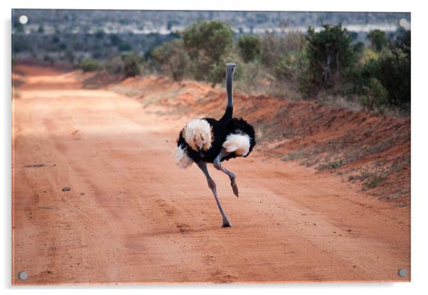 Ostrich running Acrylic by Claire Ellis