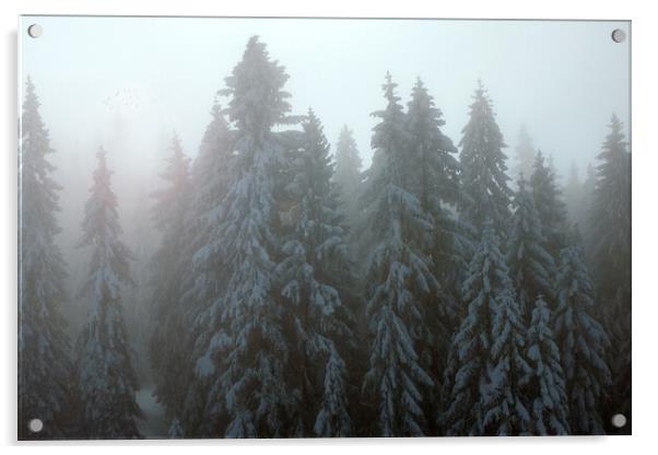 Serene Winter Wonderland Acrylic by Daniel Rose