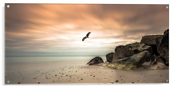 Majestic Eagle Soaring at Sunset Acrylic by Daniel Rose