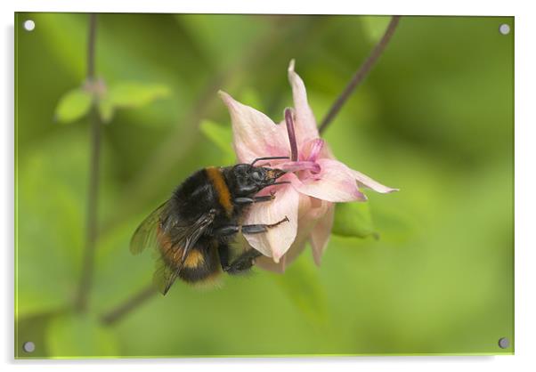 Busy Bee Acrylic by Malcolm McHugh