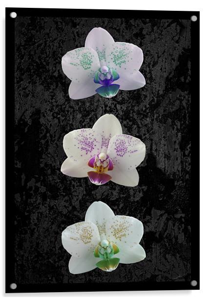 Orchid Trio Acrylic by Malcolm McHugh