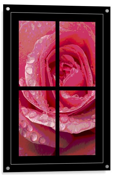 Rose Window Acrylic by Malcolm McHugh