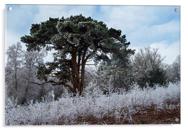 Hoar Frost Acrylic by Malcolm McHugh