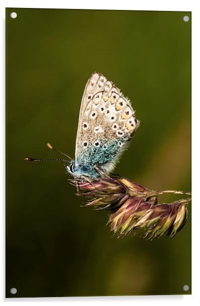 Chalkhill Blue Butterfly Acrylic by Malcolm McHugh