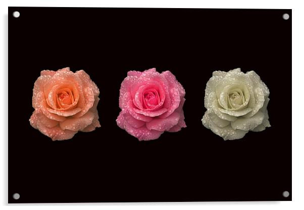 Three in a Roses Acrylic by Malcolm McHugh