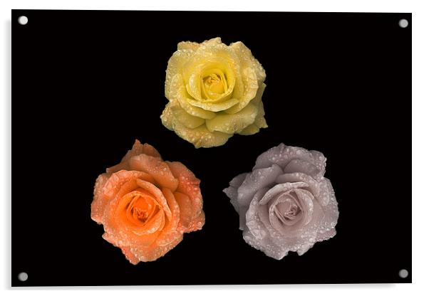 Rose Triangle Acrylic by Malcolm McHugh