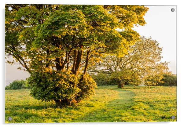 Shades of Spring at Cissbury Ring Acrylic by Malcolm McHugh