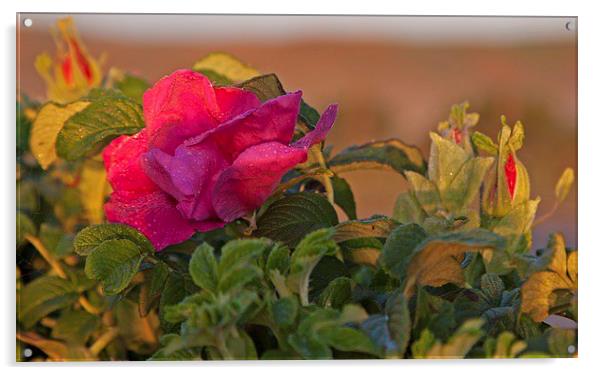  Rugosa rose growing as a garden escapee. Acrylic by Stephen Prosser