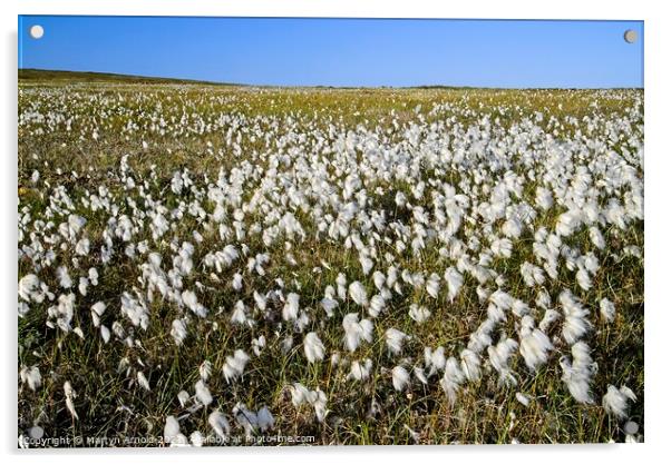 Yorkshire Moors Cotton Grass Acrylic by Martyn Arnold
