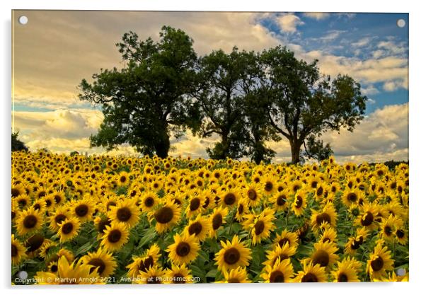 Sunflower Field - Helianthus Acrylic by Martyn Arnold