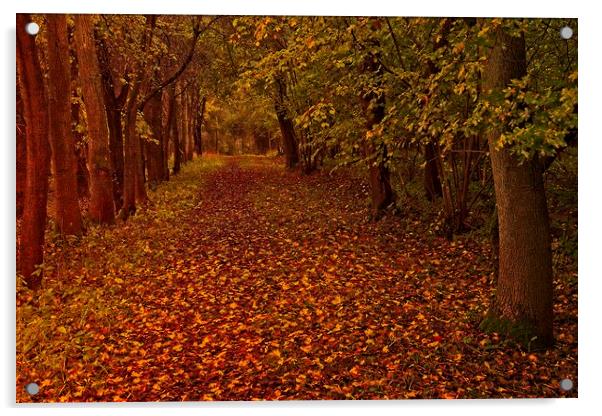 Fallen Leaves in Autumn Wood Acrylic by Martyn Arnold