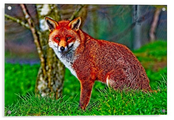 Arty Mr Fox Acrylic by Martyn Arnold