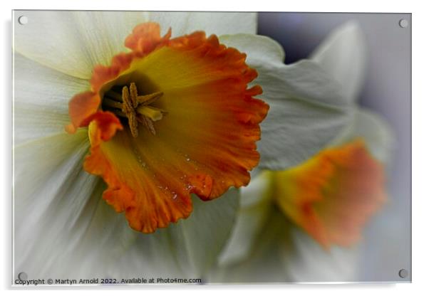 Daffodil Stamen Macro Acrylic by Martyn Arnold
