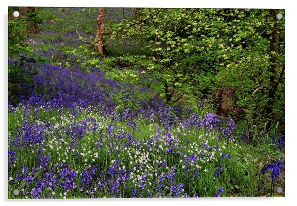 Woodland Wildflowers in Spring Acrylic by Martyn Arnold
