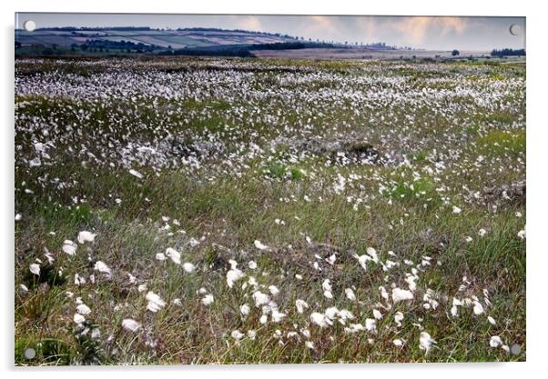 Moorland Cottongrass  Acrylic by Martyn Arnold