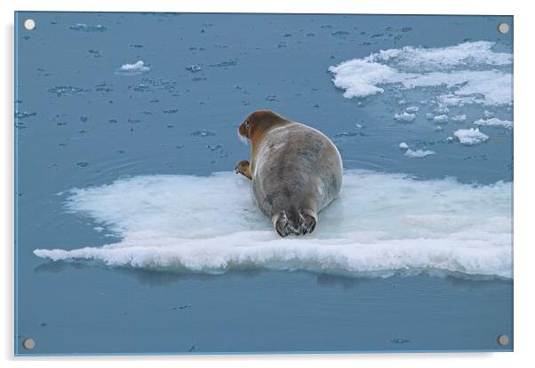 Arctic Seal Hitching a Lift Around Svalbard Acrylic by Martyn Arnold