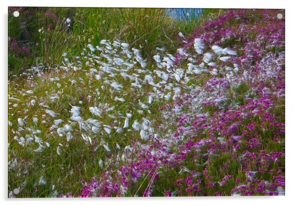 Moorland Cotton grass (Eriophorum) Acrylic by Martyn Arnold
