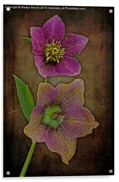 Hellebore - Christmas Rose Acrylic by Martyn Arnold