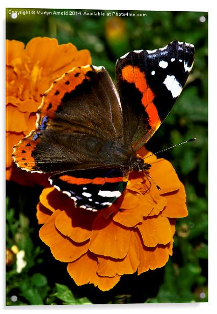  Red Admiral Butterfly on flowers Acrylic by Martyn Arnold