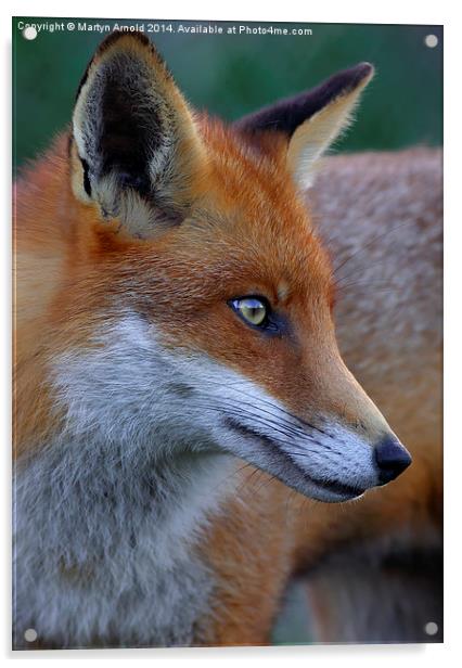  Fox Portrait Acrylic by Martyn Arnold